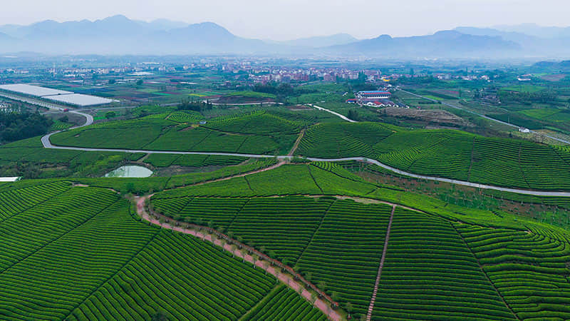 碾茶生產(chǎn)線視頻
